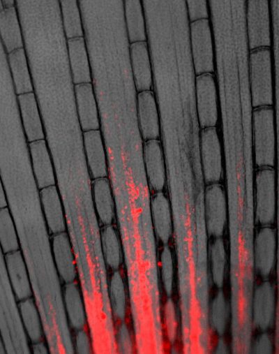 zebrafish with leukema